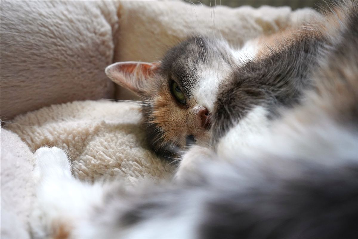 Le chat de Nathan, assistant de développement